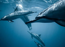 九游体育：以科技点燃热血，以信任筑就体育娱乐新体验